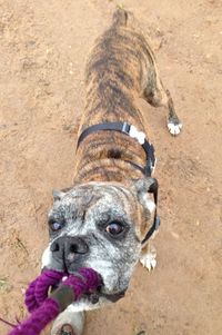 Portrait of dog
