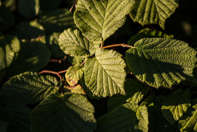 Close-up of leaves