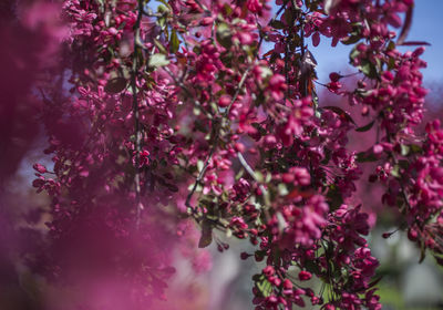 Close-up of pink cherry blossoms in spring