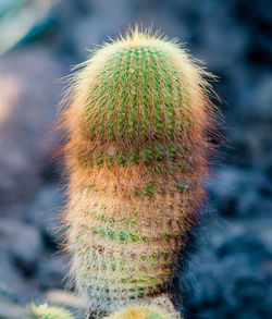 Close-up of cactus plant growing on field