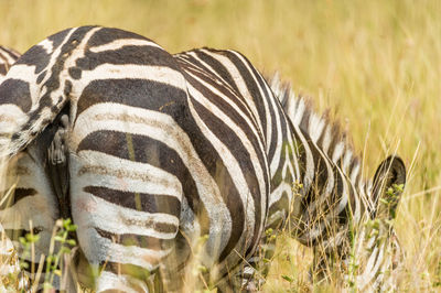 Close-up of zebra on field