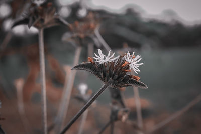 Close-up of dried plant