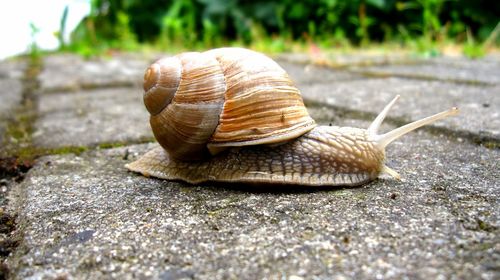 Close-up of snail