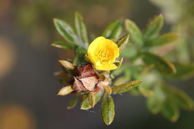 Close-up of yellow flower