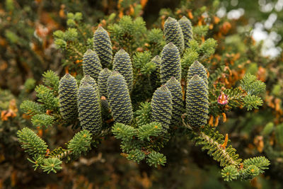 Close-up of pine tree