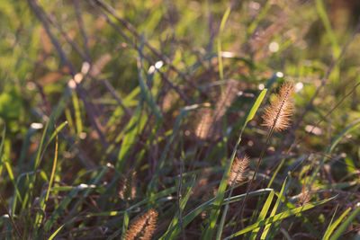 Close-up of plants growing on field