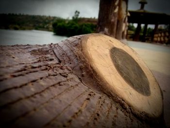 Close-up of log against sky