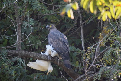 Bird perching on a tree