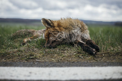 Dead fox on roadside against sky
