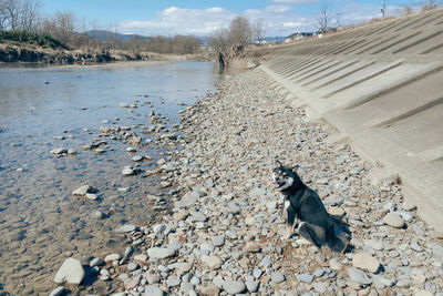 High angle view of dog sitting on pebbles