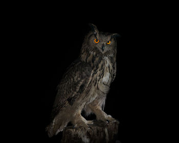 Portrait of eagle owl on wood at night