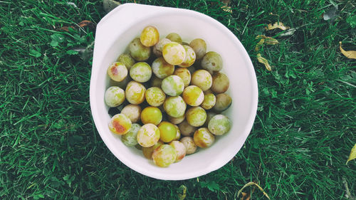 High angle view of fruits in grass