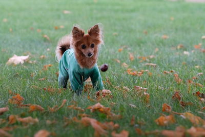 Russian long hair toy terrier autumn walk outdoor