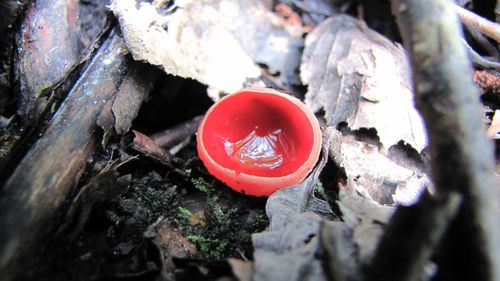 Close-up of red rose