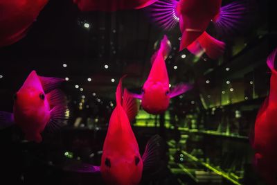 Close-up of fish swimming in sea