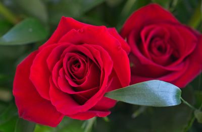 Close-up of red rose