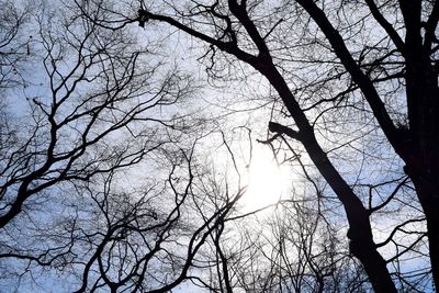 Low angle view of silhouette bare tree against sky