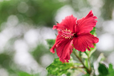 Close-up of red hibiscus