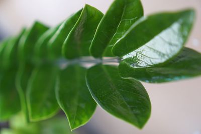Close-up of leaves