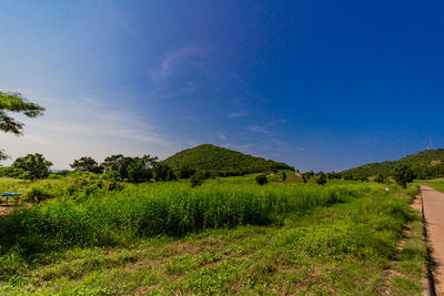 Scenic view of agricultural field against blue sky