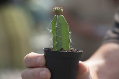 Close-up of hand holding small plant