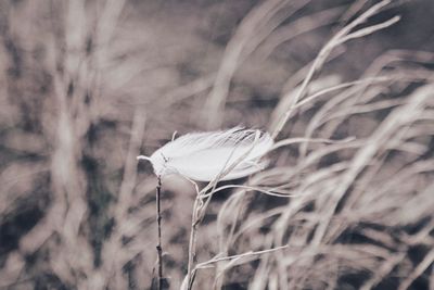 Close-up of feather on grass