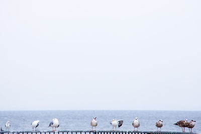 Seagulls perching on railing by sea against clear sky