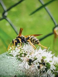 Close-up of bee pollinating on flower