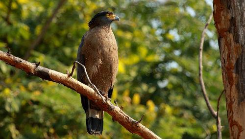 Low angle view of bird perching on branch