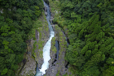 Scenic view of waterfall in forest