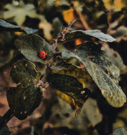 Close-up of ladybug on leaf