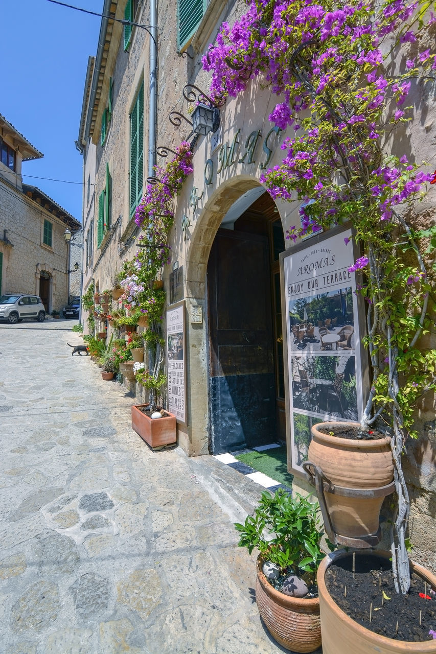 POTTED PLANTS OUTSIDE BUILDING