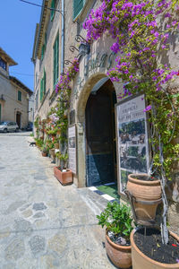 Potted plants on footpath by building