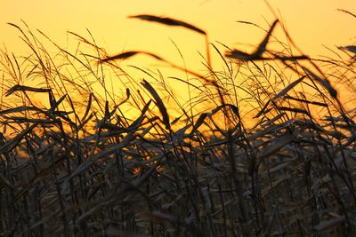 Close-up of silhouette plants on field against sunset sky