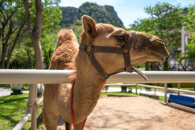 Close-up of giraffe on field