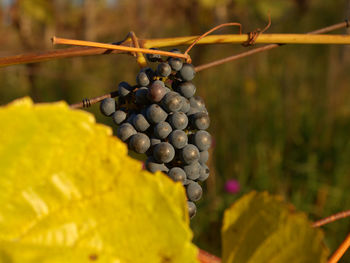 Close-up of grapes growing in vineyard