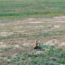 Sheep on field