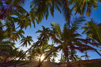 Low angle view of coconut palm trees against sky