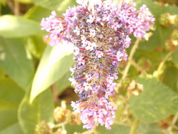 Close-up of pink flowers blooming outdoors