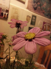 Close-up of flowers blooming outdoors