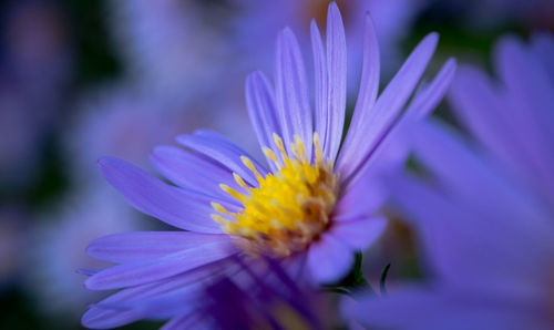 Close-up of purple flowering plant