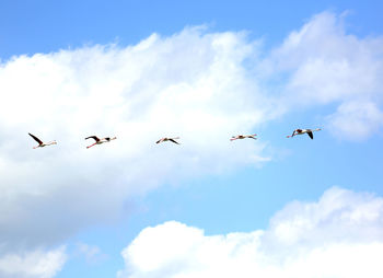 Low angle view of birds flying against cloudy sky