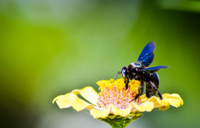 Close-up of honey bee on yellow flower