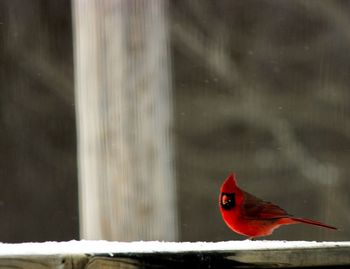 Close-up of bird perching on railing