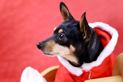 Close-up of dog looking away in christmas dress