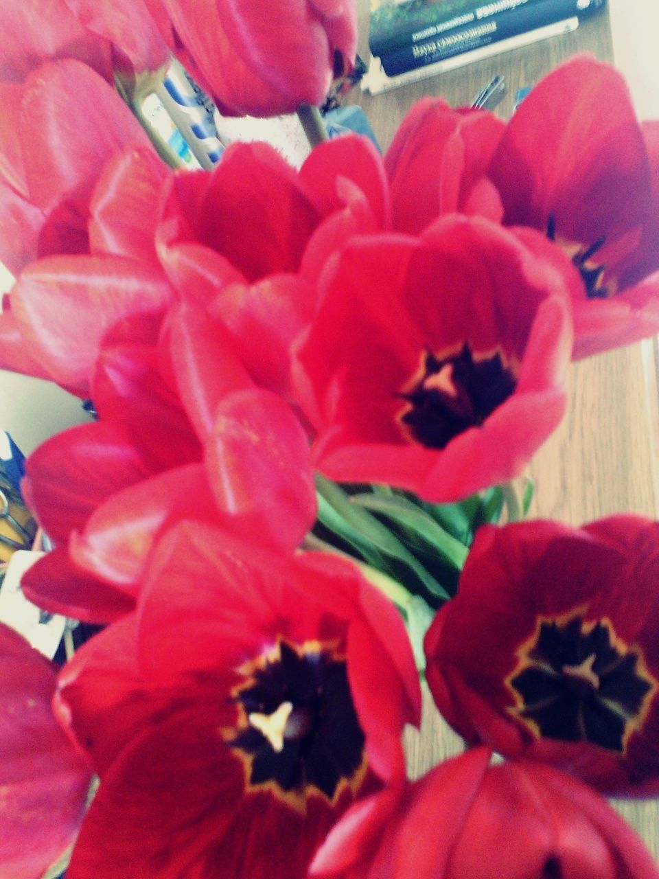 flower, petal, freshness, flower head, red, fragility, close-up, beauty in nature, indoors, pink color, nature, growth, pollen, blooming, focus on foreground, plant, bouquet, no people, selective focus, day