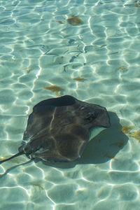 High angle view of fish swimming in sea