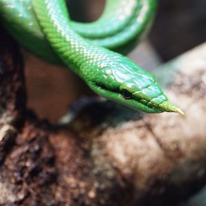 Close-up of green lizard on leaf