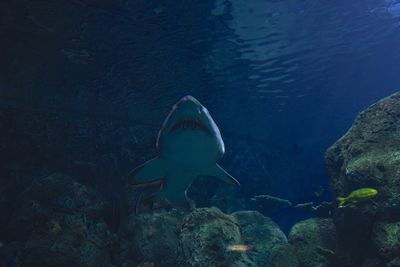 Close-up of fish swimming in sea