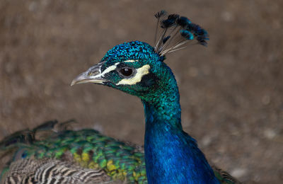 Close-up of peacock